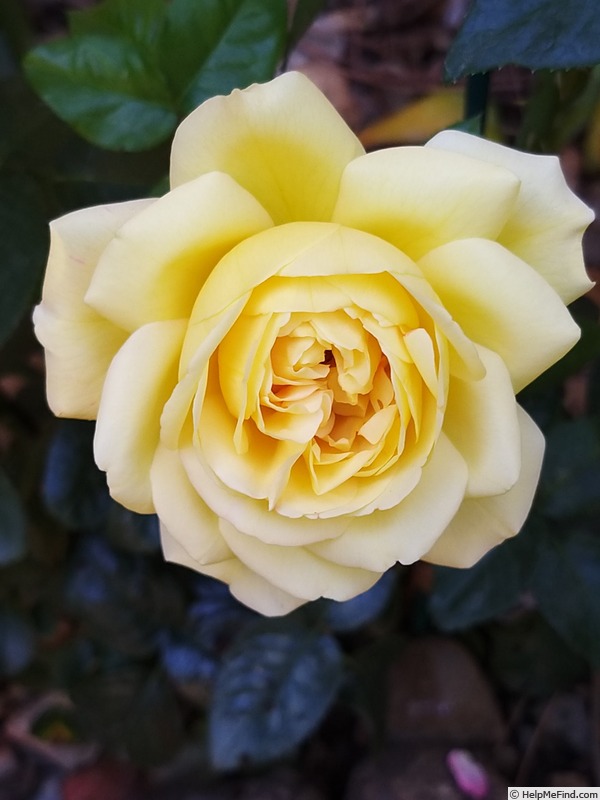 'Madame A. Meilland' rose photo