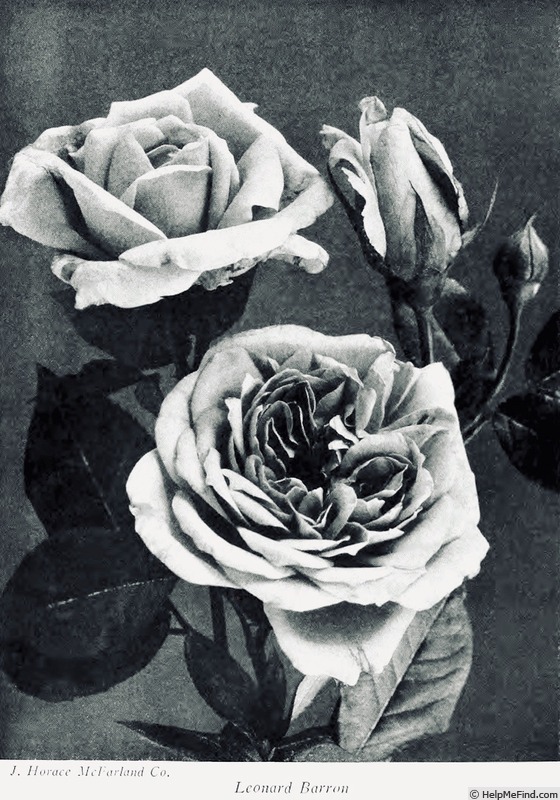 'Leonard Barron' rose photo