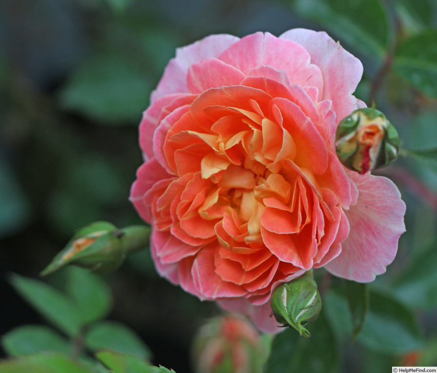 'Madrugada' rose photo