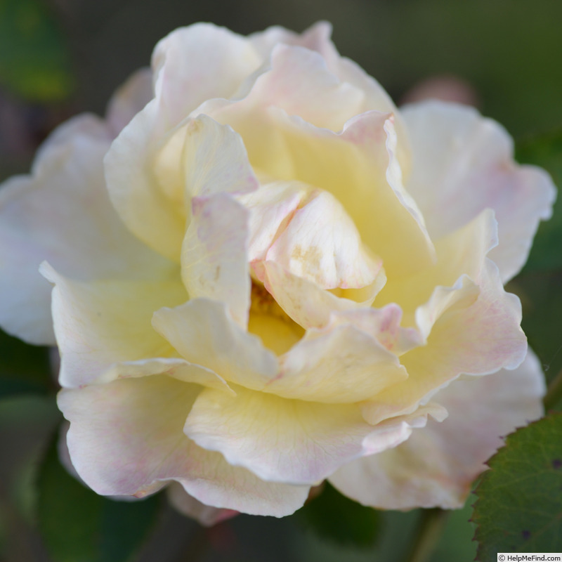 'Glücksburg' rose photo