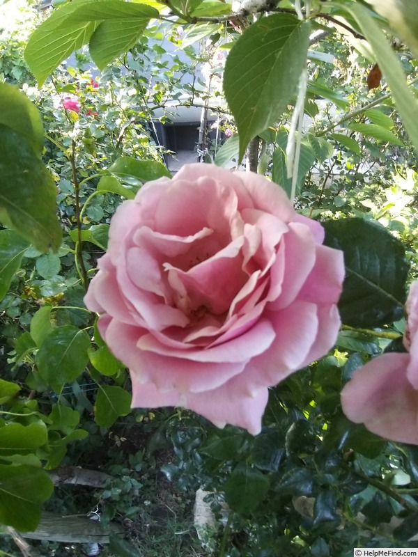 'Parfum de Liberté ®' rose photo