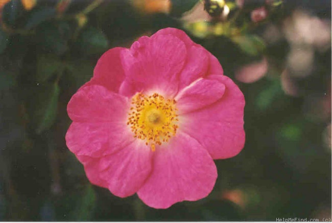'Amy Robsart' rose photo