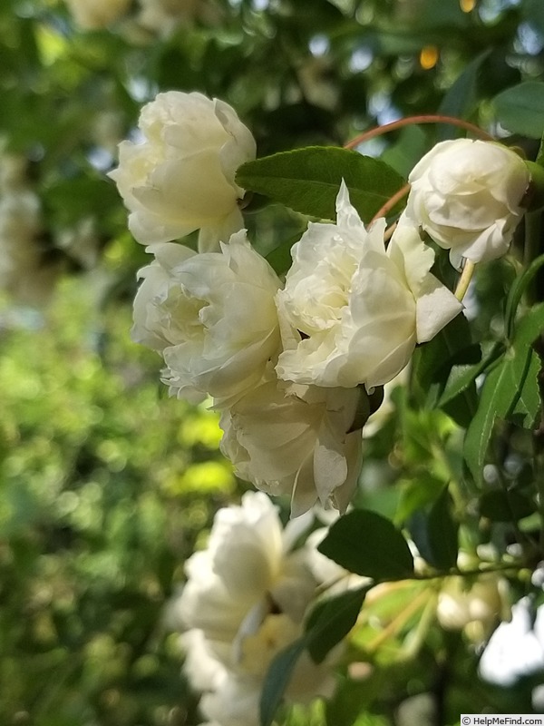 'R. banksiae à fleurs doubles' rose photo