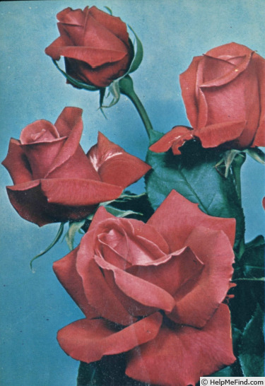 'Nuage Parfumé ®' rose photo