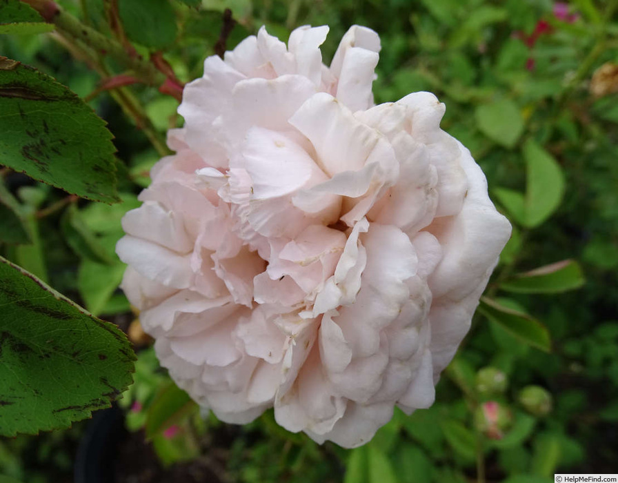 'Cymbaline' rose photo