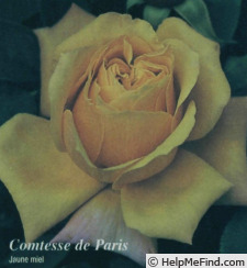 'Comtesse de Paris (hybrid tea, Briant, 1993)' rose photo