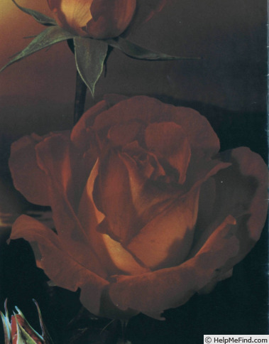 'Soleil de Minuit' rose photo
