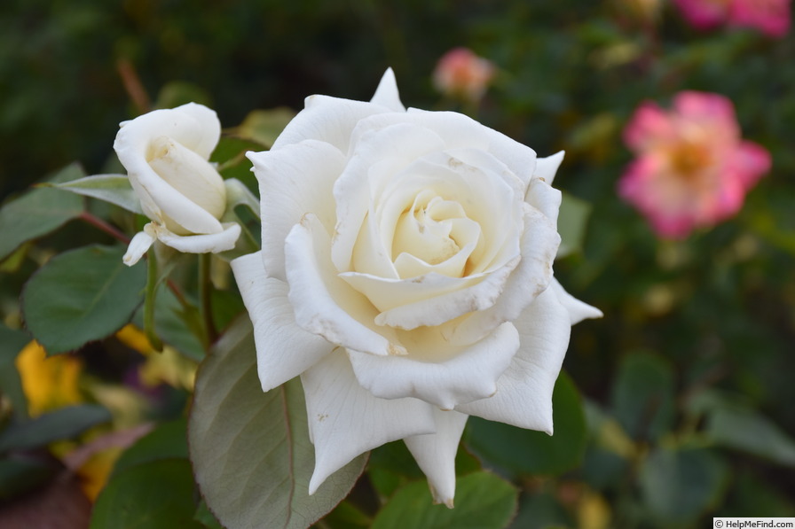 'Francis Phoebe' rose photo