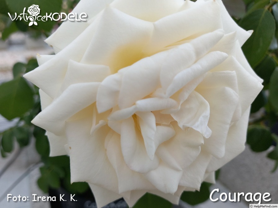 'Courage (hybrid tea, Kordes, 2009/19)' rose photo