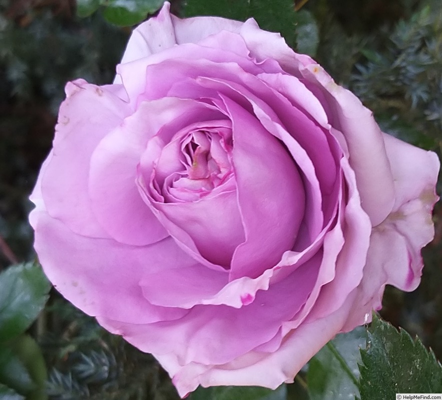 'Rose Synactif by Shiseido' rose photo