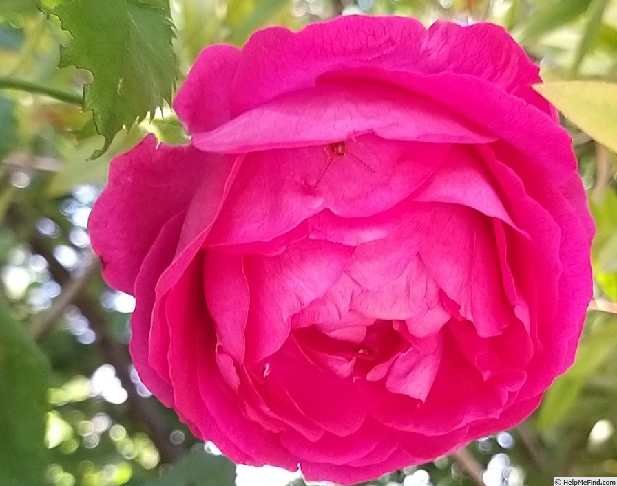 'Baron Gonella' rose photo