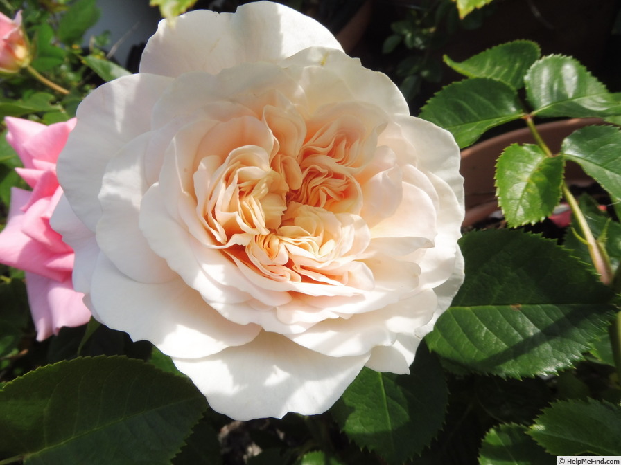 'Emily Brontë' rose photo