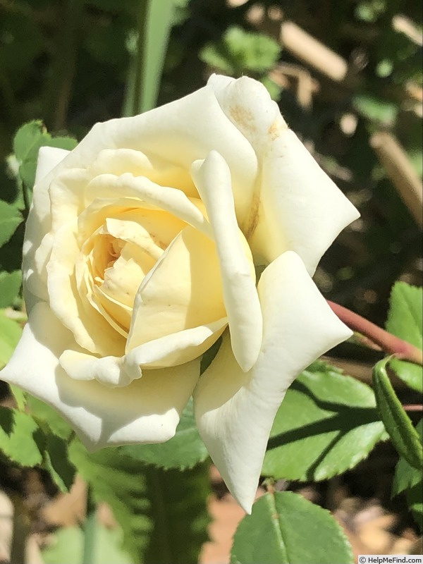 'White Cap' rose photo