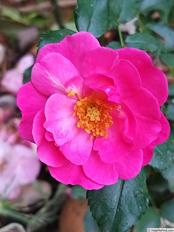 'Hotline ® (shrub, Kordes, 2003/18)' rose photo