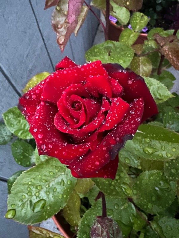 'Cry's Patio Rose Garden'  photo