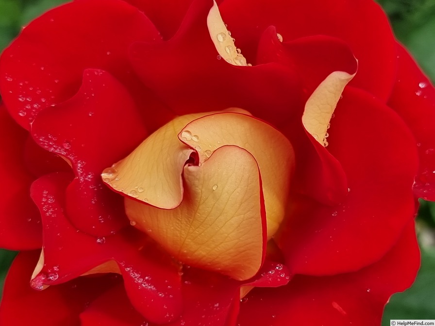 'Ketchup & Mustard ®' rose photo