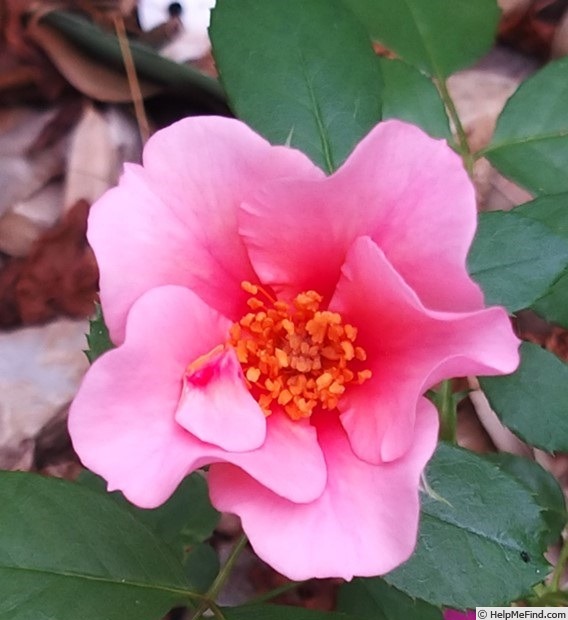 'See You in Pink ®' rose photo