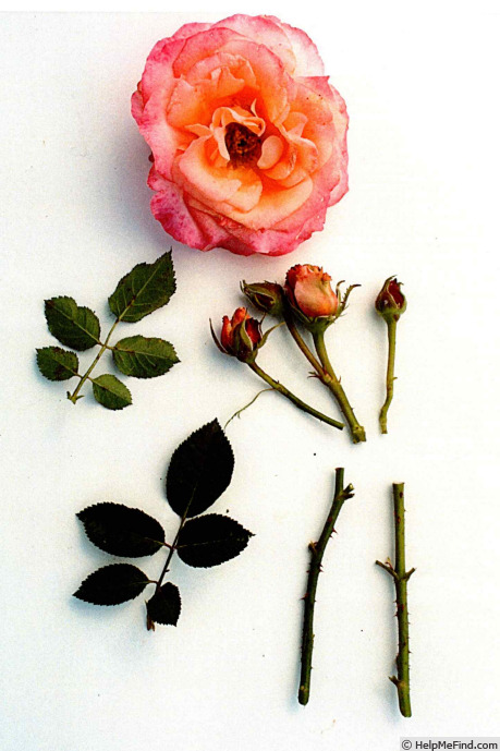 'POUlpal084' rose photo