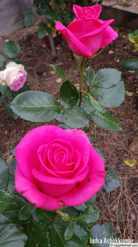'In Appreciation' rose photo