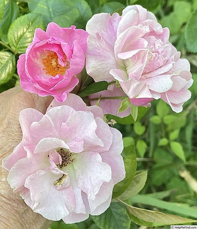 'Thousand Beauties' rose photo