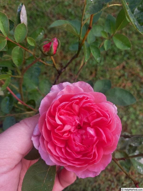 'Little Hailey' rose photo
