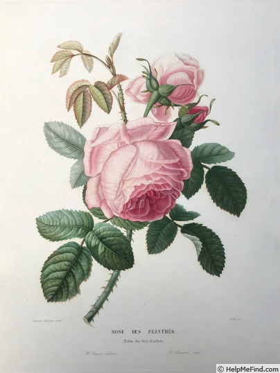 'Rose des peintres' rose photo