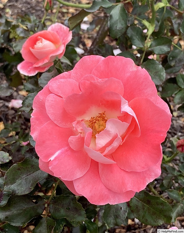 'Céline Delbard ®' rose photo