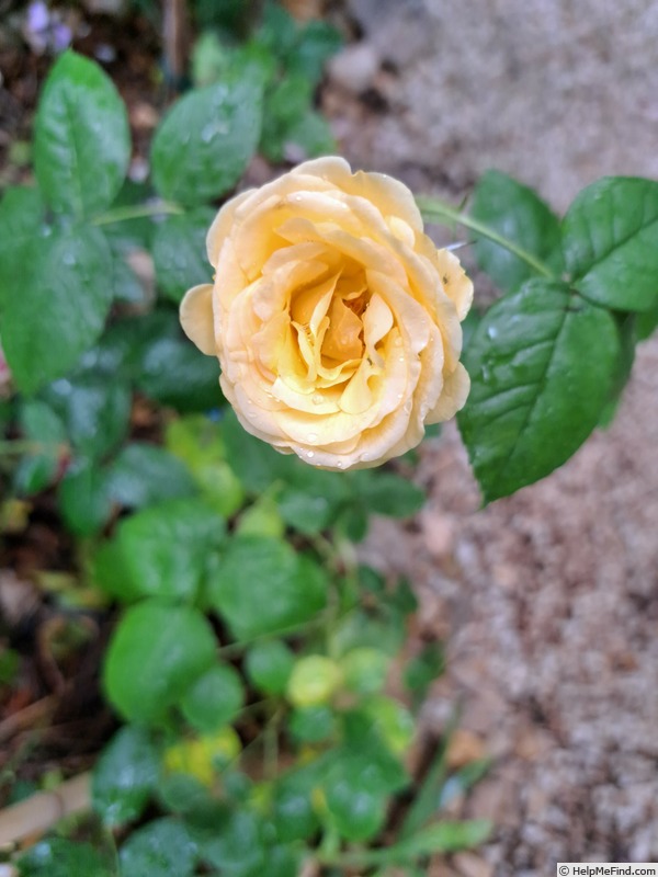 'Anisade ®' rose photo