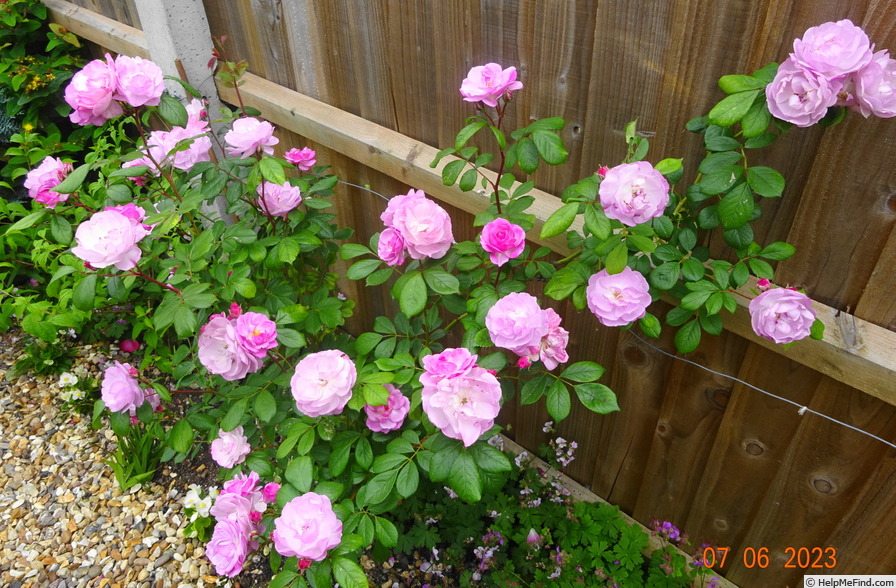 'Lilac Bouquet' rose photo