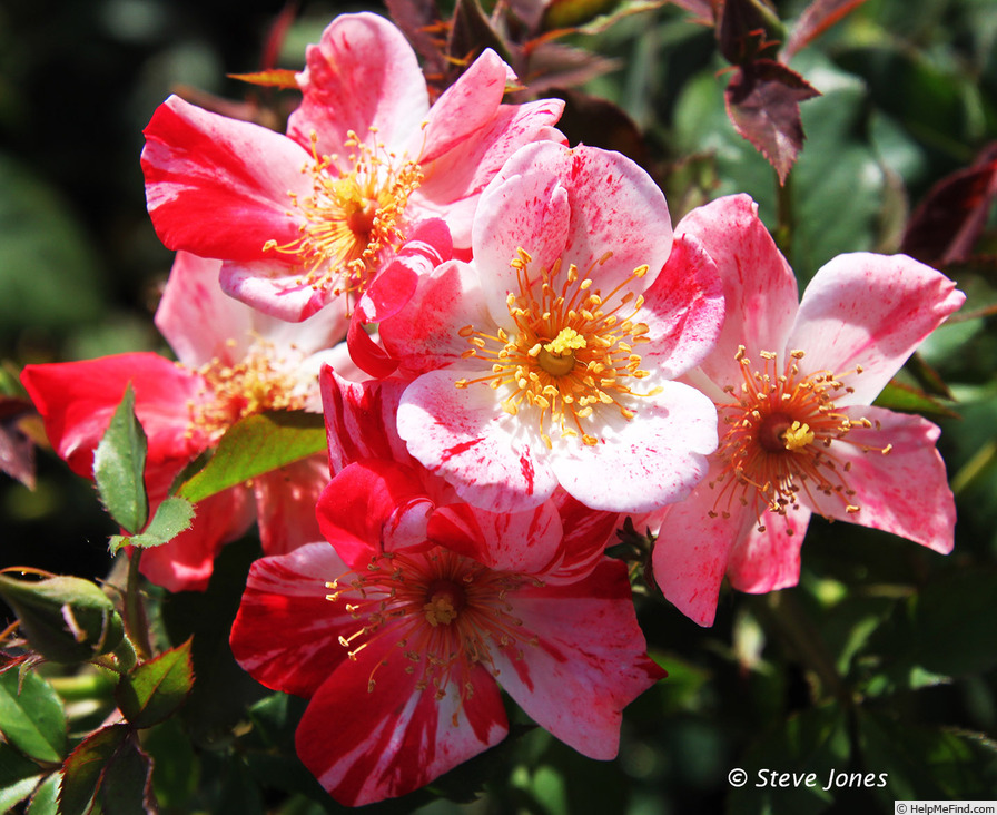'Dorothy Rose' rose photo