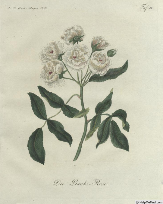 'R. banksiae' rose photo