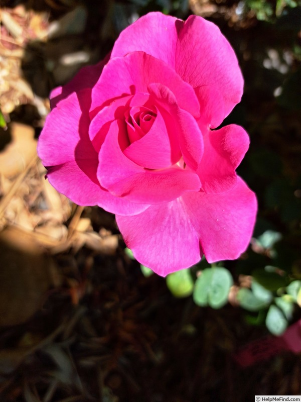 'Purple Voluptia ®' rose photo