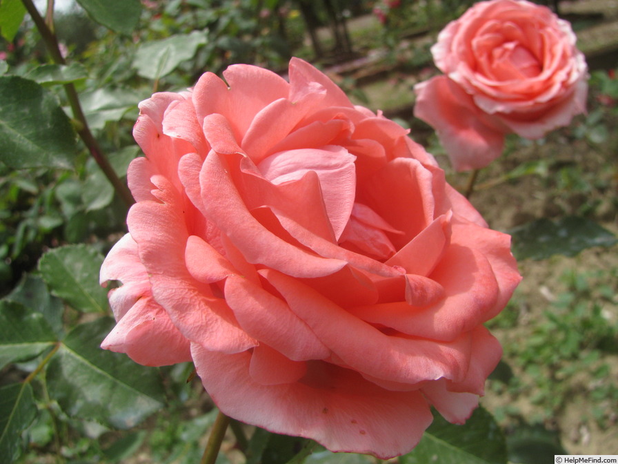 'Jean Marc Rosé' rose photo