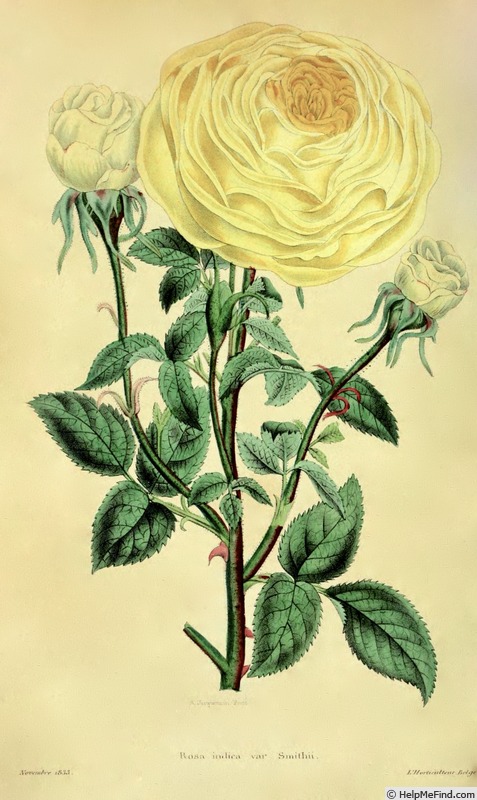 'Smithii' rose photo