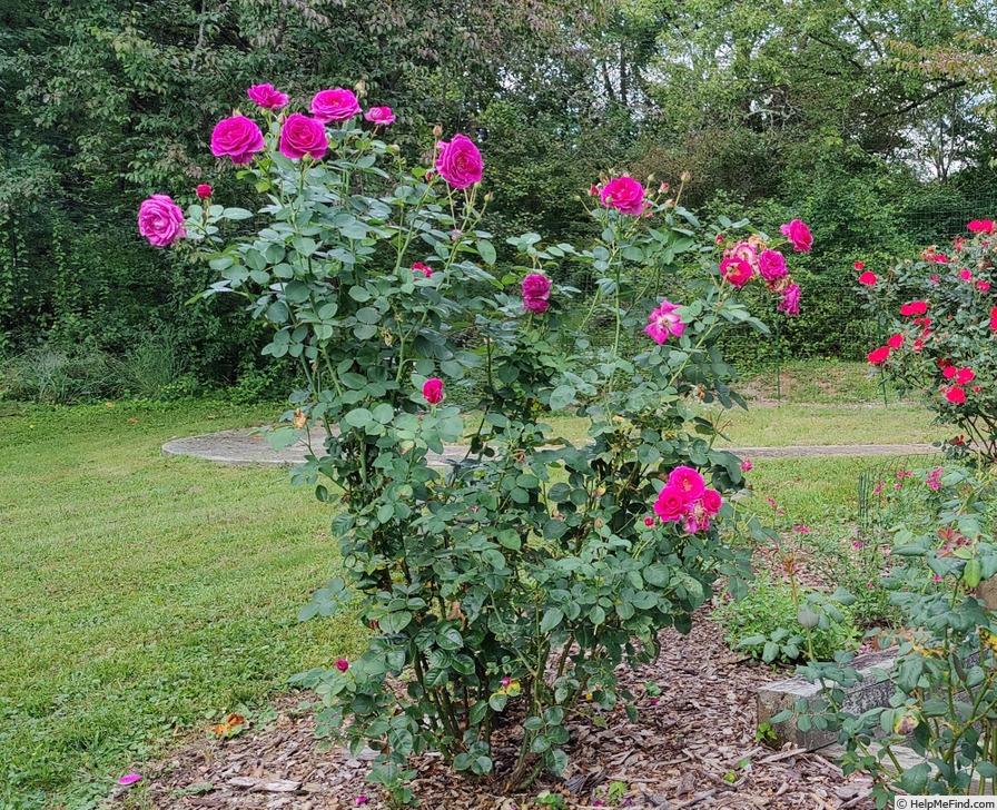 'Brindabella Purple Prince' rose photo