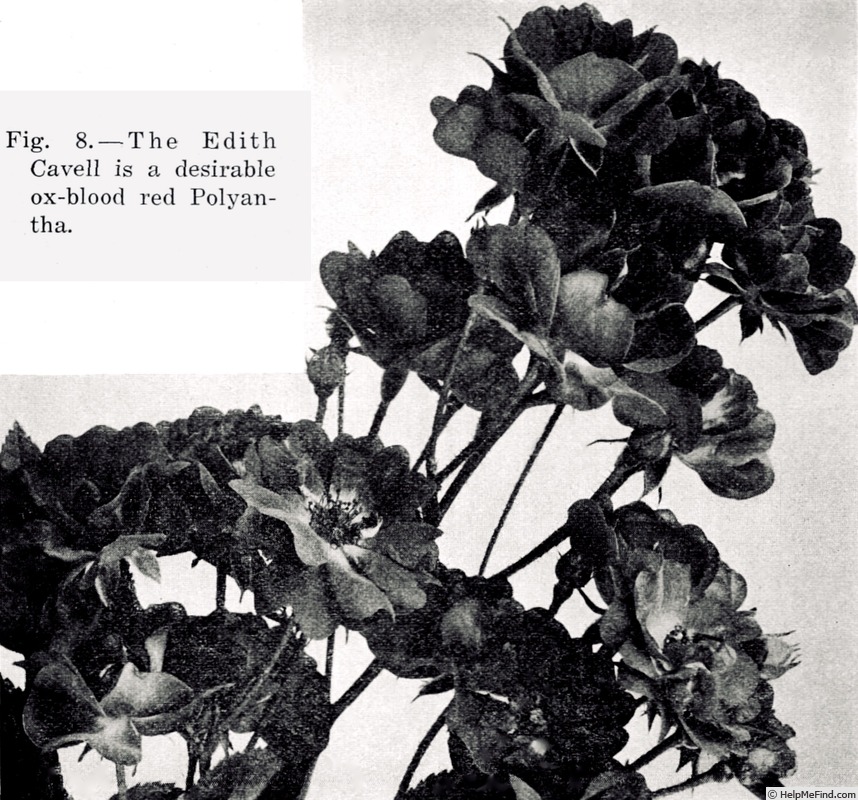 'Edith Cavell (polyantha, De Ruiter 1914)' rose photo