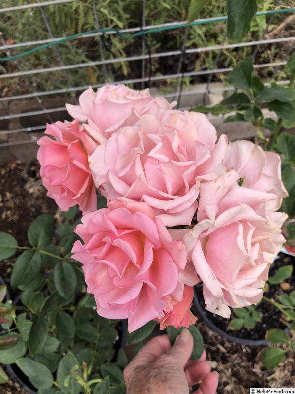 'Peach Smoothie' rose photo