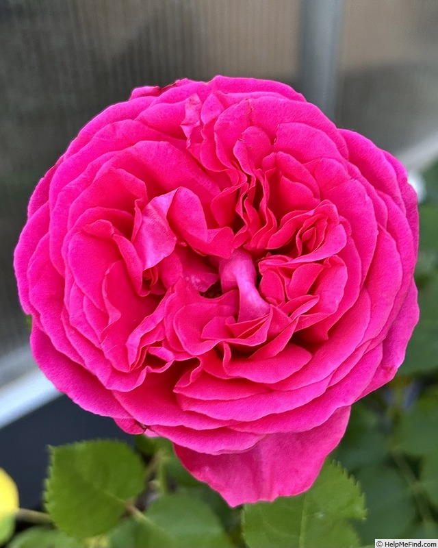 'Celestine (floribunda, Jalbert 2018)' rose photo