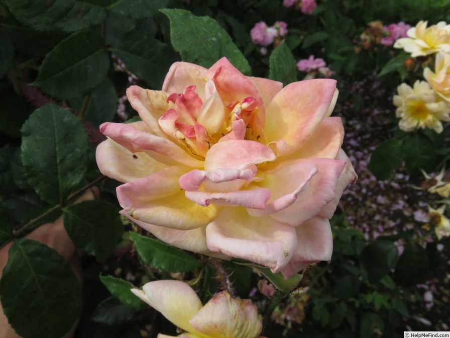 'Scholle's gelbe Moosrose' rose photo