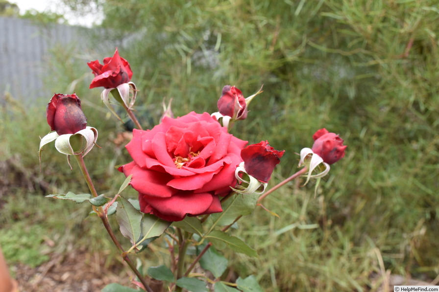 'Black Tie' rose photo