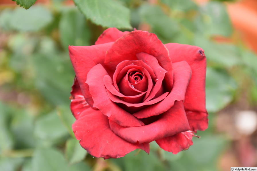 'Black Tie' rose photo
