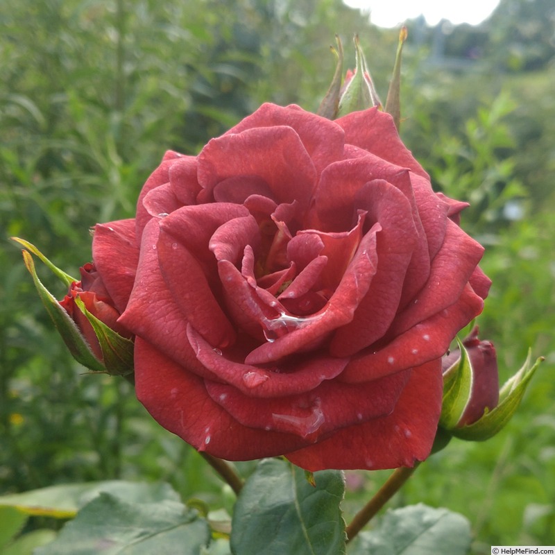 'Rusty (floribunda, Schade, 2024)' rose photo