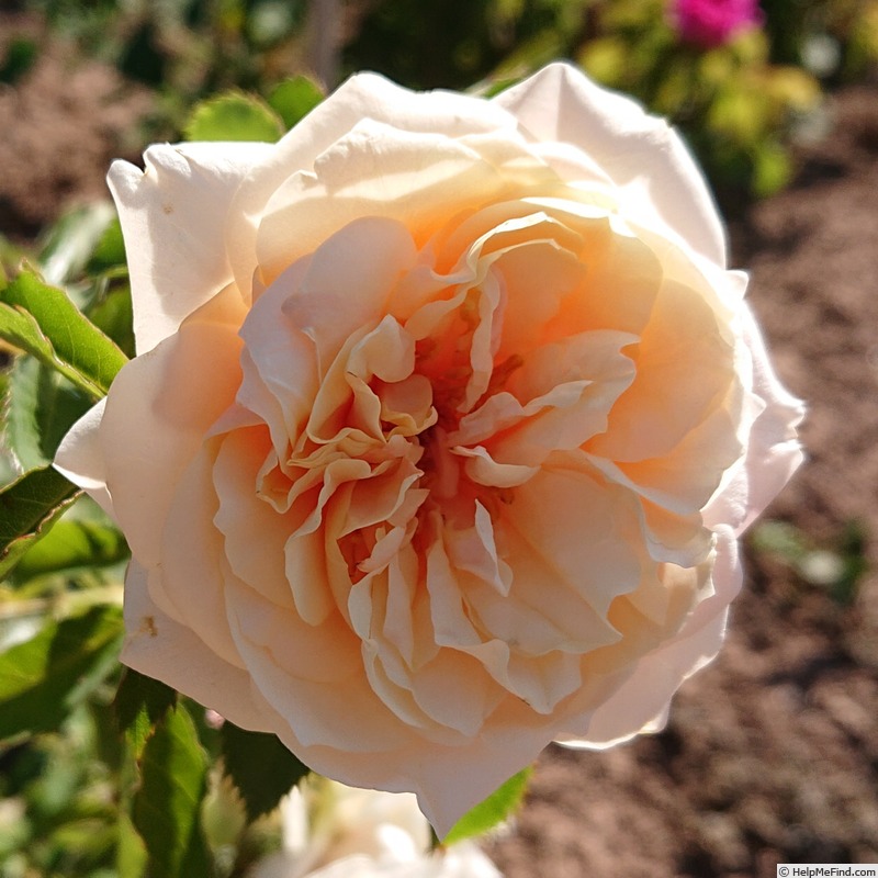 'Soft Spirit' rose photo