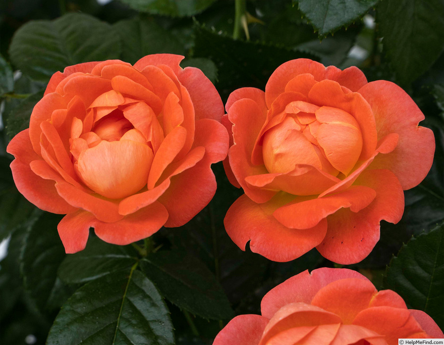 'Orange Glow™ Knock Out®' rose photo