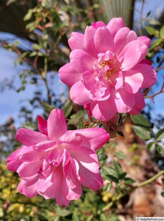 'R. rouletii' rose photo