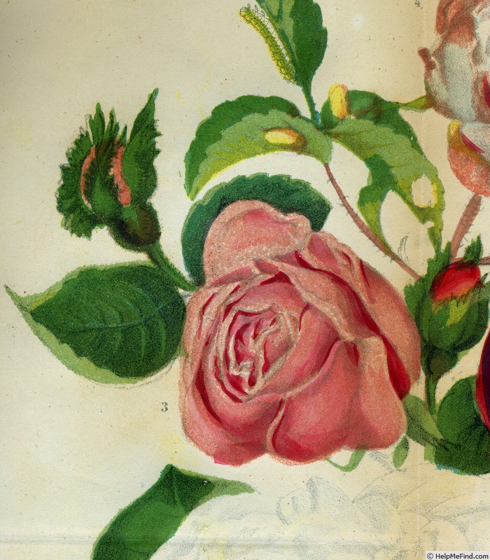 'Pauline Dubreuil' rose photo