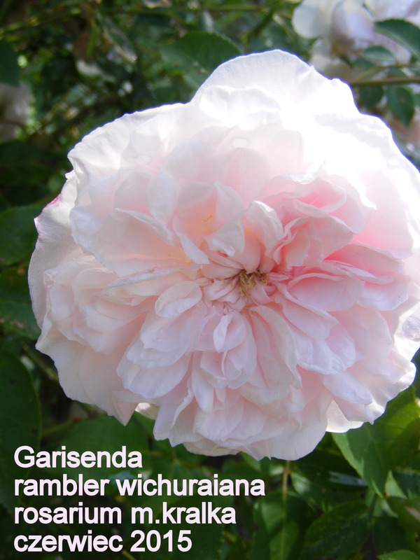 'Garisenda' rose photo