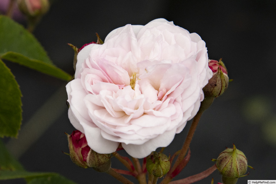 'Caroline Marniesse' rose photo