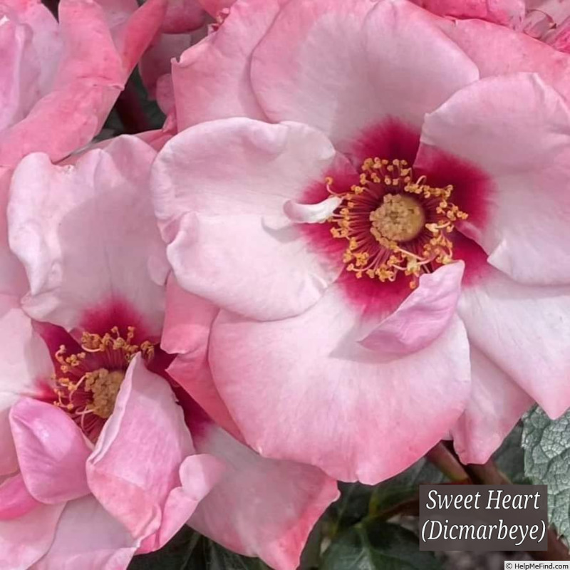 'Sweet Heart (floribunda, Dickson, 2019)' rose photo