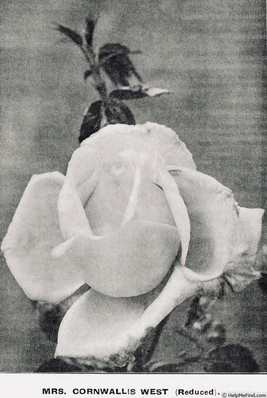 'Mrs. Cornwallis West' rose photo